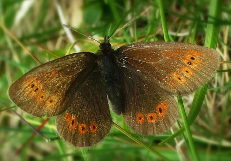 Mountain Ringlet